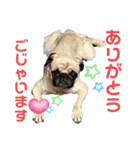 パグ ひとりごと（個別スタンプ：8）