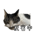 保護猫スタンプ！猫も幸せになる世の中に！（個別スタンプ：8）