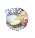 るきあ みく（個別スタンプ：7）