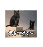 動く黒猫ハルトとロビンII（個別スタンプ：4）