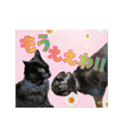 動く黒猫ハルトとロビンII（個別スタンプ：14）