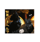 動く黒猫ハルトとロビンII（個別スタンプ：15）