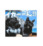 動く黒猫ハルトとロビンII（個別スタンプ：16）