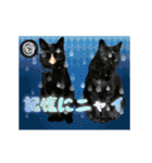 動く黒猫ハルトとロビンII（個別スタンプ：19）