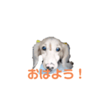 FUJIWARA.Animals（個別スタンプ：7）