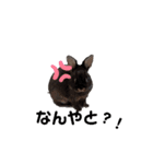 FUJIWARA.Animals（個別スタンプ：8）