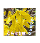 「おはようございます」 山野草のお花を（個別スタンプ：15）