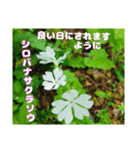 「おはようございます」 山野草のお花を（個別スタンプ：32）