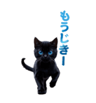 青い目の黒猫（個別スタンプ：22）