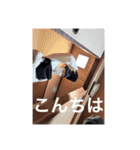 しん君スタンプでし（個別スタンプ：13）