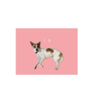かわいい？こむぎすたんぷ？（個別スタンプ：3）