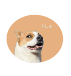 かわいい？こむぎすたんぷ？（個別スタンプ：13）