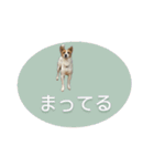 かわいい？こむぎすたんぷ？（個別スタンプ：14）