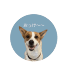かわいい？こむぎすたんぷ？（個別スタンプ：17）