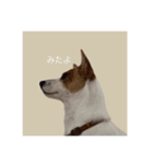 かわいい？こむぎすたんぷ？（個別スタンプ：20）
