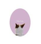 かわいい？こむぎすたんぷ？（個別スタンプ：24）