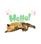 あいあむ そま（個別スタンプ：1）