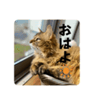 あいあむ そま（個別スタンプ：5）