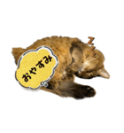 あいあむ そま（個別スタンプ：6）