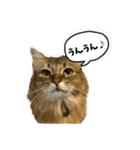 あいあむ そま（個別スタンプ：7）