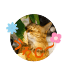あいあむ そま（個別スタンプ：25）