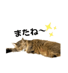 あいあむ そま（個別スタンプ：33）