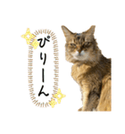 あいあむ そま（個別スタンプ：39）
