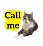 【英語版】猫もんじろう（個別スタンプ：2）