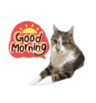 【英語版】猫もんじろう（個別スタンプ：6）