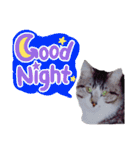【英語版】猫もんじろう（個別スタンプ：7）