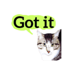 【英語版】猫もんじろう（個別スタンプ：8）