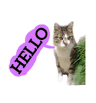 【英語版】猫もんじろう（個別スタンプ：9）