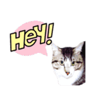 【英語版】猫もんじろう（個別スタンプ：10）