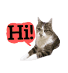 【英語版】猫もんじろう（個別スタンプ：11）
