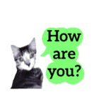 【英語版】猫もんじろう（個別スタンプ：12）