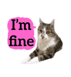 【英語版】猫もんじろう（個別スタンプ：14）
