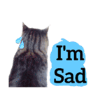 【英語版】猫もんじろう（個別スタンプ：16）