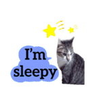 【英語版】猫もんじろう（個別スタンプ：17）