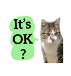 【英語版】猫もんじろう（個別スタンプ：18）