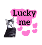 【英語版】猫もんじろう（個別スタンプ：20）