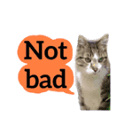 【英語版】猫もんじろう（個別スタンプ：23）