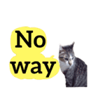 【英語版】猫もんじろう（個別スタンプ：25）