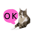 【英語版】猫もんじろう（個別スタンプ：26）
