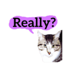 【英語版】猫もんじろう（個別スタンプ：27）