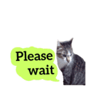 【英語版】猫もんじろう（個別スタンプ：28）