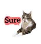 【英語版】猫もんじろう（個別スタンプ：30）