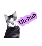 【英語版】猫もんじろう（個別スタンプ：34）