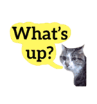 【英語版】猫もんじろう（個別スタンプ：36）