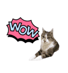 【英語版】猫もんじろう（個別スタンプ：37）