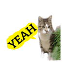 【英語版】猫もんじろう（個別スタンプ：38）